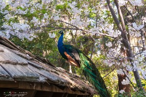 Shinzen Japanese Garden
