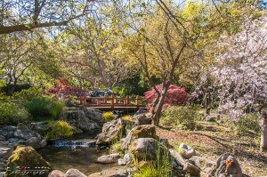 Shinzen Japanese Garden