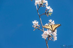 Shinzen Japanese Garden