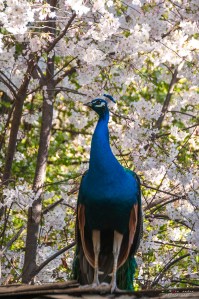 Shinzen Japanese Garden