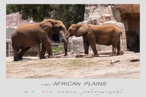 San Diego Zoo Safari Park