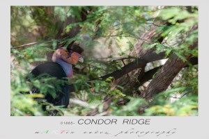 San Diego Zoo Safari Park