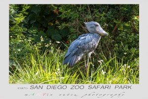 San Diego Zoo Safari Park