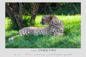 San Diego Zoo Safari Park