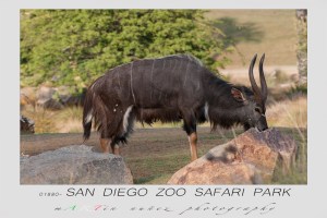 San Diego Zoo Safari Park