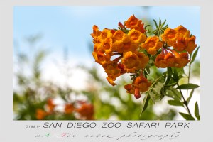 San Diego Zoo Safari Park