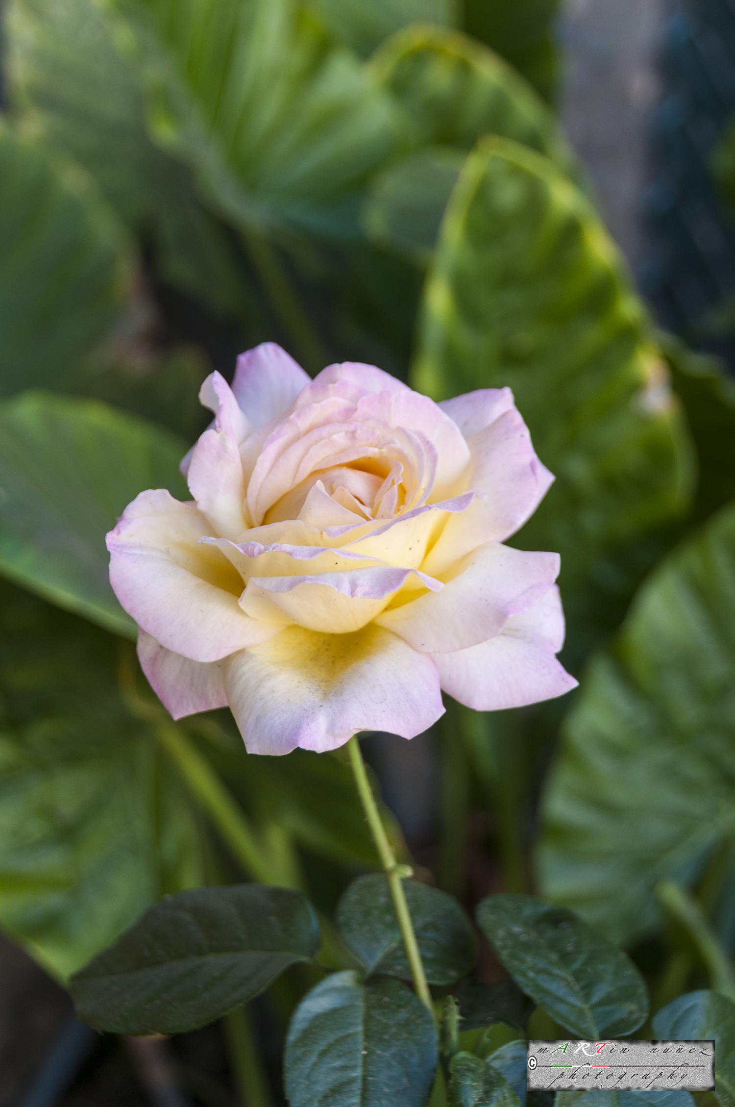 14-_DSC1151 14---...