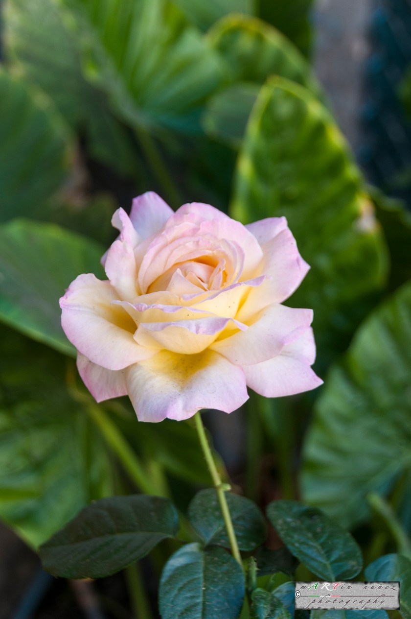 14-_DSC1151 14---...