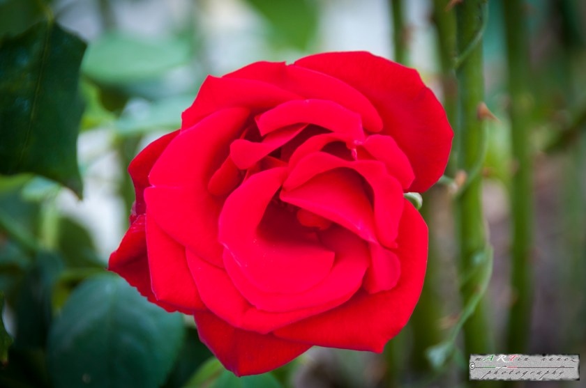 16-_DSC1094 16---...