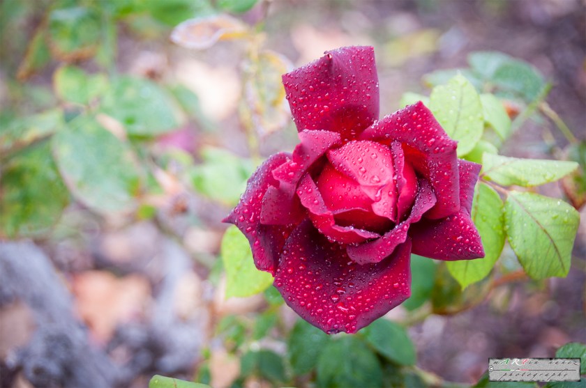 27-_DSC1366-1 27---...