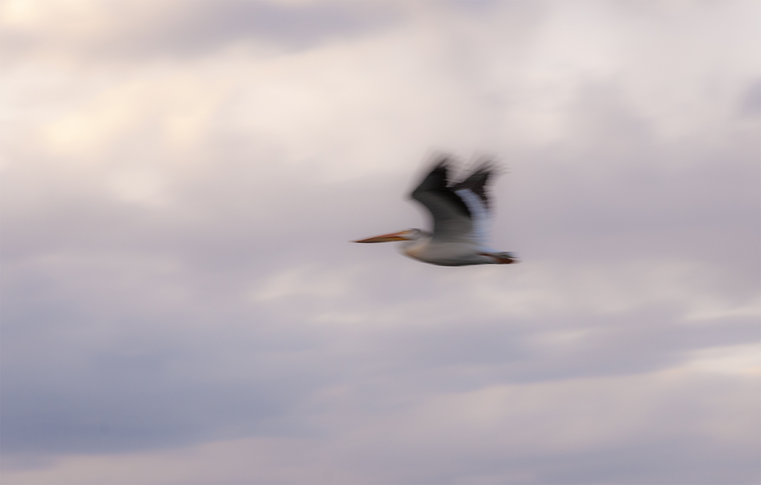02440 Pelican in fly Elko, NV.