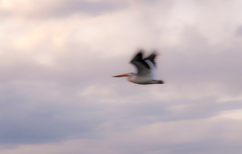02440 Pelican in fly Elko, NV.