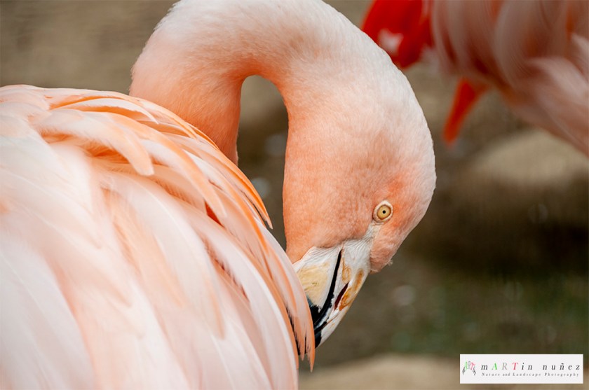 02457 Flamingo San Francisco's zoo.