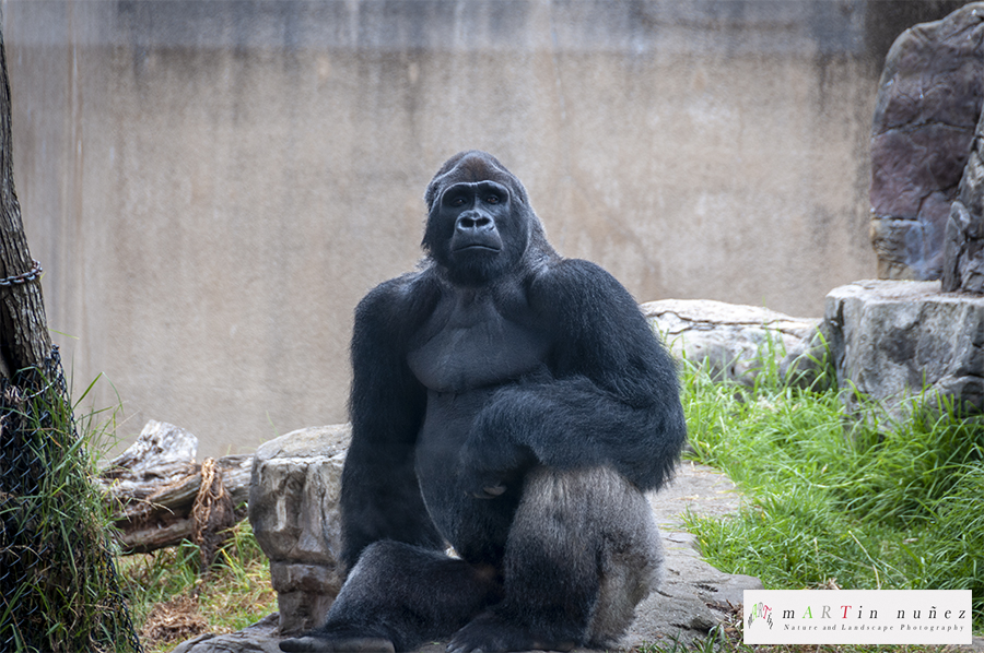 02460 Gorilla San Francisco's zoo.