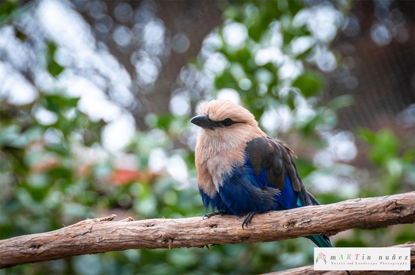 02462 African Bird San Francisco's zoo.