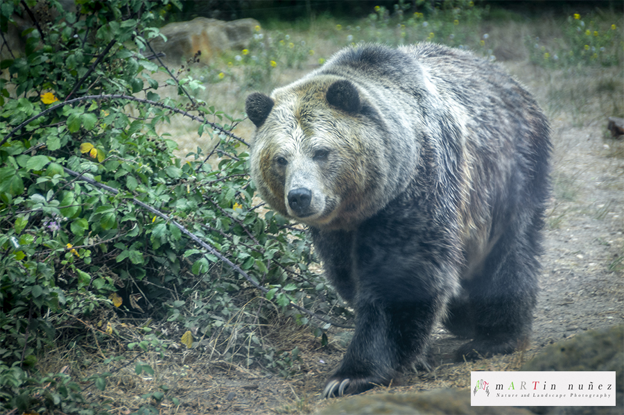 02465 Grizzly Bear San Francisco's zoo.