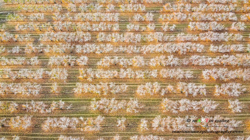 02491 Almonds trees Hollister, CA.
