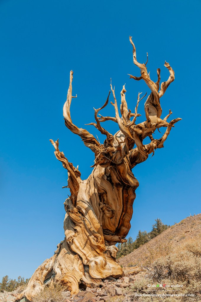 Bristlecone pine