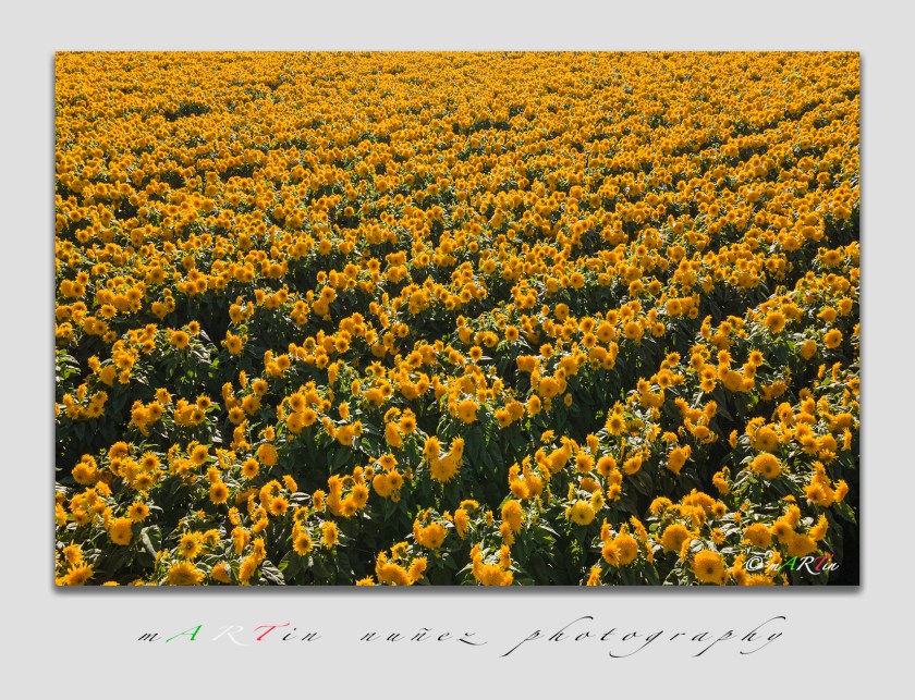 02825 Sunflowers of San Juan Bautista